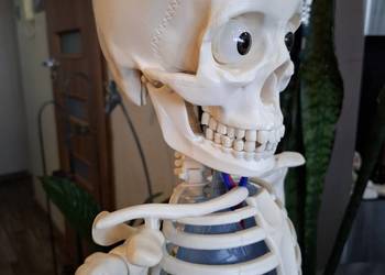 Model edukacyjny szkieletu człowieka kostek