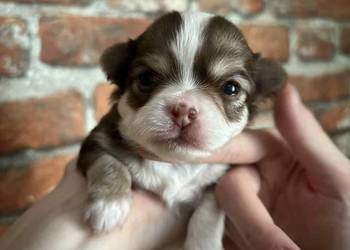 Chihuahua długowłosa suczka