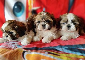 Shih tzu