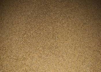 Jęczmień Jary Letni Zworkowany po 50kg