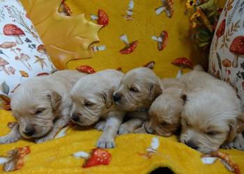 Golden Retriever pieski i suczki złote