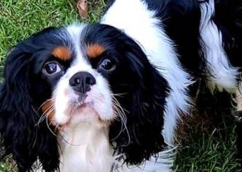Cavalier King Charles Spaniel Reproduktor