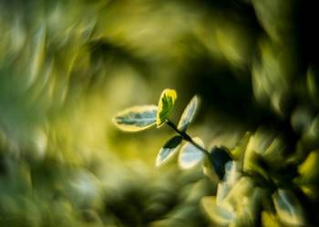 Helios 44M 8 listków przesłony A/M Swirly Bokeh a'la Petzval Trioplan M42