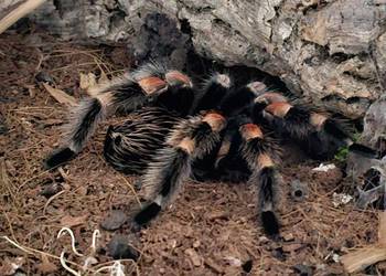 Brachypelma hamorii 7dc samiczka