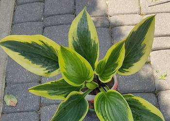 Hosta „Flemish Tradition