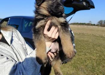Owczarek niemiecki  szczenięta FCI
