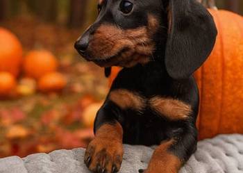 Wyjątkowa sunia Jamnik miniaturowy standard czarno podpalana z rodowodem