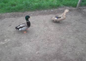 Jajka legowe kaczki staropolskiej