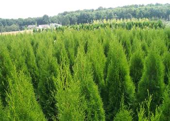 Tuja Thuja Tuje Szmaragd 'Smaragd' 120-130,1cm
