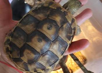 Zółw Grecki przepiękne Olsztyn wysyłka cała Polska  sa