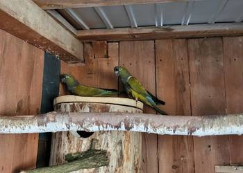 Papugi Patagonki Papugi Patagonki