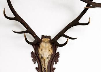 Ogromne Poroże jelenia z czaszka