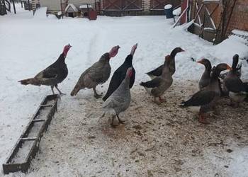 Indyki różne kolory