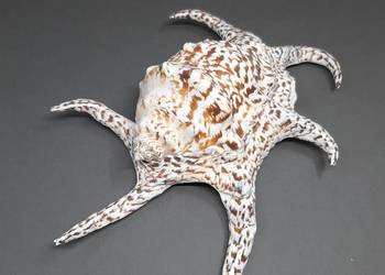 Muszla Szponiatka Duża