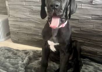 Dog niemiecki  Zkwp (fci)