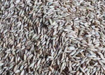 Sprzedam Żyto po Centrali