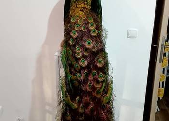 Spreparowane pawia; doskonałe upierzenie; długość ogona 125 cm
