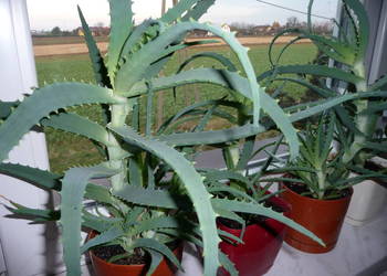 Kwiat doniczkowy - aloes leczniczy