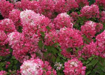 Hortensja bukietowa piękne kwiaty latem