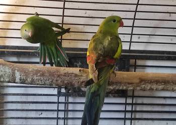 Papuga górska - samiec