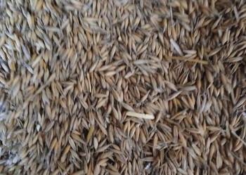 Sprzedam owies odmiana bingo