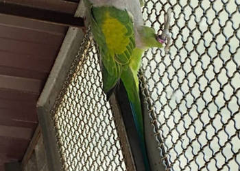 Aleksandretta Chińska Aleksandretta Chińska