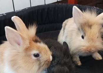 Króliczki królik odmiana miniaturka