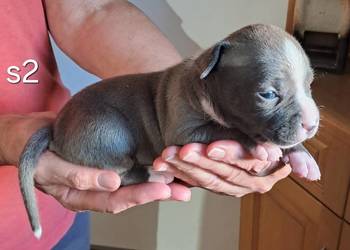 Amstaff ZKWP FCI BLUE śliczna suczka