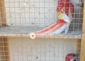 Rozelle białolice para