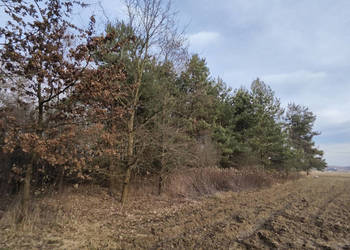 Działka 3000m2 Wielopole, gm. Olesno