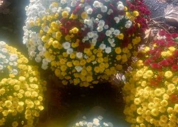 Chryzantemy drobnokwiatowe