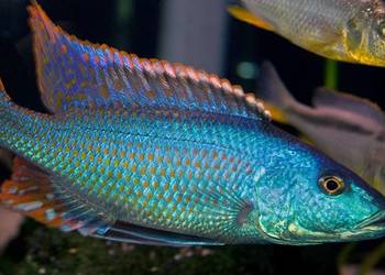 Champsochromis spilorhynchus - WYSYŁKA NA TEREN CAŁEGO KRAJU