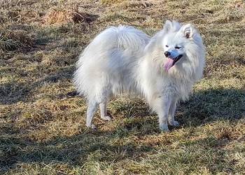 Szpic niemiecki średni biały, rodowód ZKwP FCI