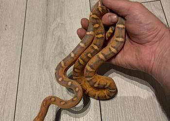 Wąż zbożowy scaleless het palmetto amel anery caramel
