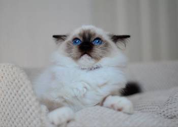 Pianka kotka Ragdoll