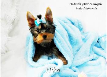 Yorkshire Terrier Malutki Mini XS Piesek NIKO z Rodowodem i Wyprawką