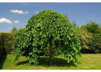 Morwa biała 'Pendula' szczepiona 180 - 200 cm, parasol, owoce