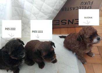 Przepiękne shihpoo F1 (mama tata shih poo )