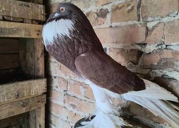 Garlacz pomorski samiec