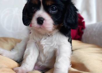 Cavalier King Charles Spaniel