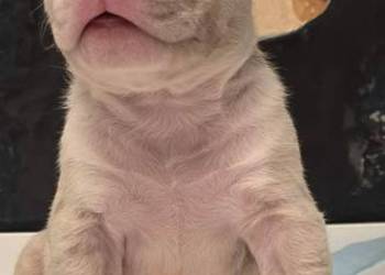 Śliczne szczenięta American Bully Pocket Marle – zdrowe i socjalizowane