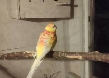 Para świergotek z 2024