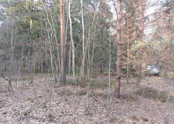 Sprzedam działkę leśną,  las