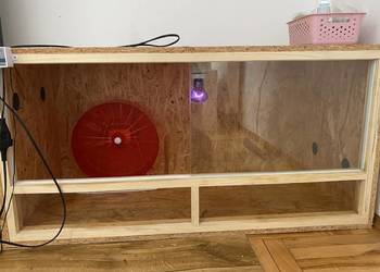 Terrarium jeż pigmejski