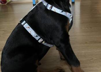 Doberman szczeni