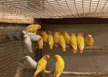 Nierozłączki czerwonoczelne 2025r