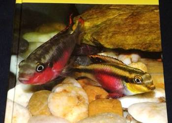 Rozmnażanie ryb w akwarium. Poradnik hodowcy - Hubert Zientek