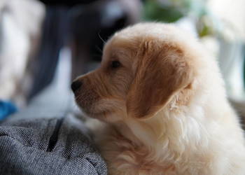 Szczeniaczki Golden Retriever