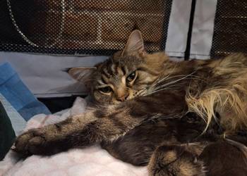 Kotek main coon z rodowodem