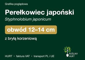 Perełkowiec japoński obwód 12-14 cm, z bryłą – HURT
